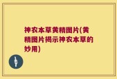 神农本草黄精图片(黄精图片揭示神农本草的妙用)