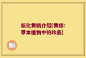 新化黄精介绍(黄精：草本植物中的珍品)
