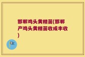 邯郸鸡头黄精苗(邯郸产鸡头黄精苗收成丰收)