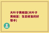 大叶子黄精苗(大叶子黄精苗：生态修复的好帮手)