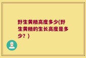 野生黄精高度多少(野生黄精的生长高度是多少？)