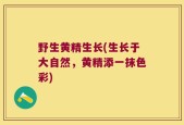 野生黄精生长(生长于大自然，黄精添一抹色彩)