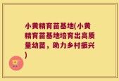 小黄精育苗基地(小黄精育苗基地培育出高质量幼苗，助力乡村振兴)