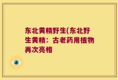 东北黄精野生(东北野生黄精：古老药用植物再次亮相