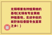 无锡哪里有种植黄精的基地(无锡有专业黄精种植基地，走进丰收的田野体验香甜冬虫夏草之乡！)