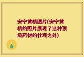 安宁黄精图片(安宁黄精的照片展现了这种顶级药材的壮观之处)