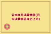 云南红花滇黄精苗(云南滇黄精苗现已上市)