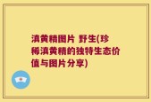 滇黄精图片 野生(珍稀滇黄精的独特生态价值与图片分享)
