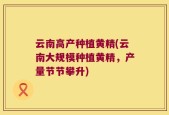 云南高产种植黄精(云南大规模种植黄精，产量节节攀升)