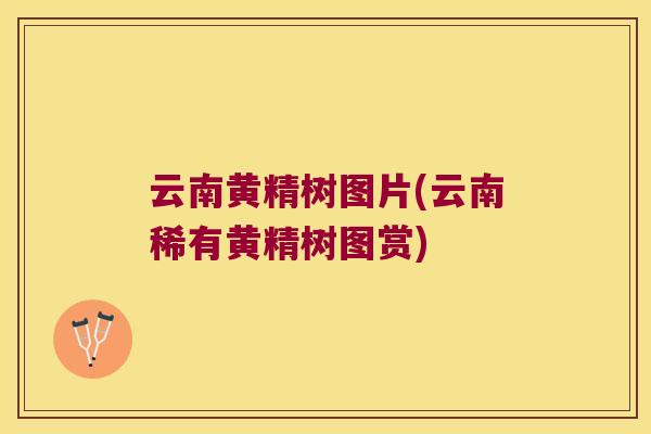 云南黄精树图片(云南稀有黄精树图赏)