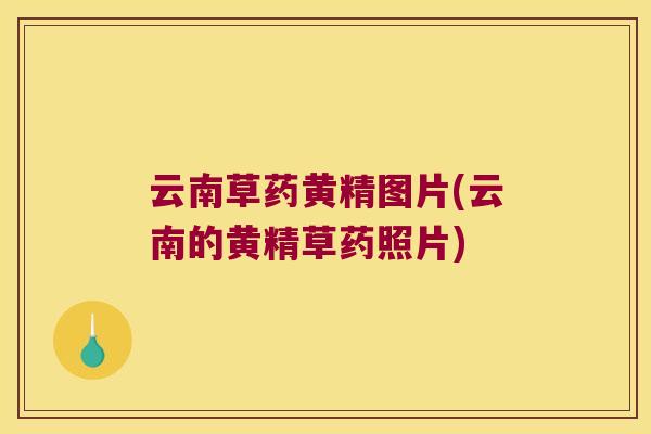 云南草药黄精图片(云南的黄精草药照片)