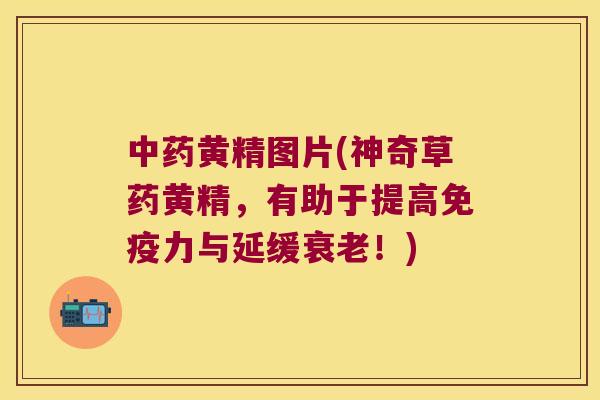 黄精图片(神奇草药黄精,有助于提高力与延缓!) 黄精图片(神奇草药黄精,有助于提高力与延缓!)