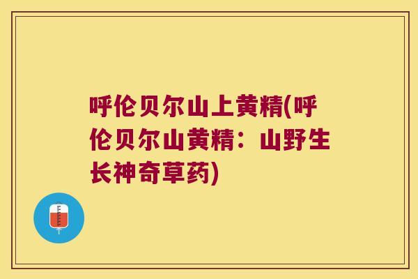 呼伦贝尔山上黄精(呼伦贝尔山黄精:山野生长神奇草药) 呼伦贝尔山上黄精(呼伦贝尔山黄精:山野生长神奇草药)
