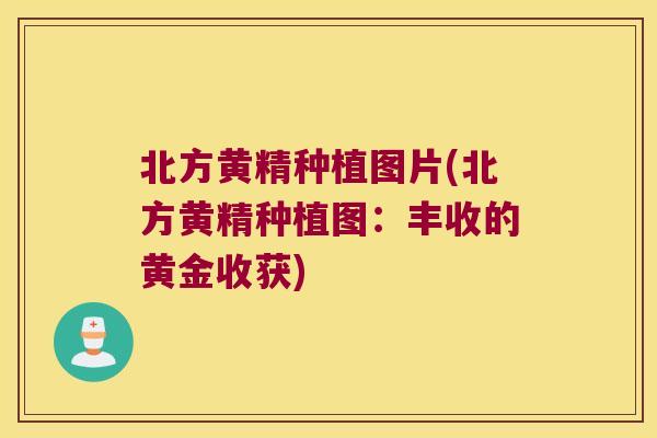 北方黄精种植图片(北方黄精种植图：丰收的黄金收获)