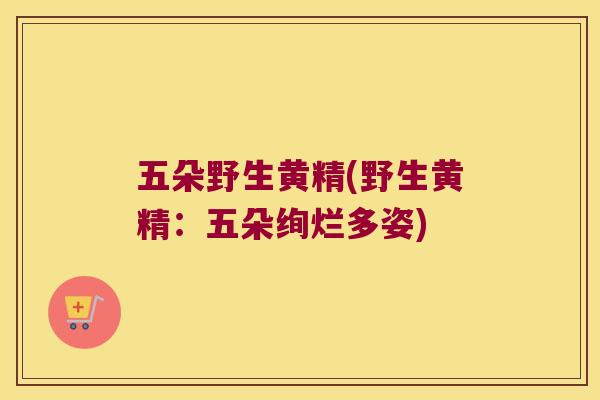 五朵野生黄精(野生黄精:五朵绚烂多姿) 五朵野生黄精(野生黄精:五朵绚烂多姿)