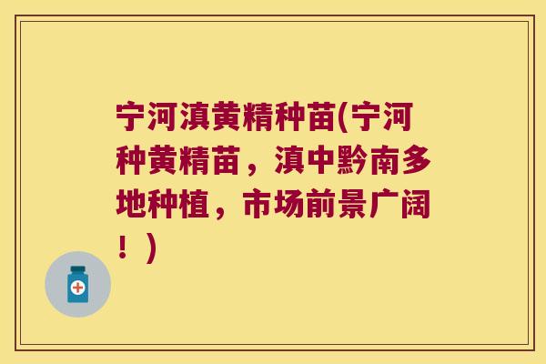宁河滇黄精种苗(宁河种黄精苗，滇中黔南多地种植，市场前景广阔！)