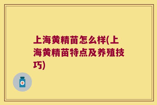 上海黄精苗怎么样(上海黄精苗特点及养殖技巧) 上海黄精苗怎么样(上海黄精苗特点及养殖技巧)