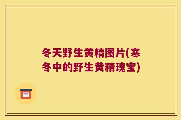 冬天野生黄精图片(寒冬中的野生黄精瑰宝)