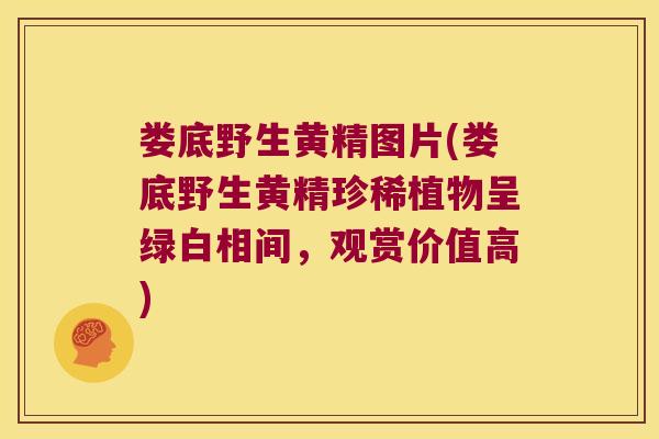娄底野生黄精图片(娄底野生黄精珍稀植物呈绿白相间，观赏价值高)