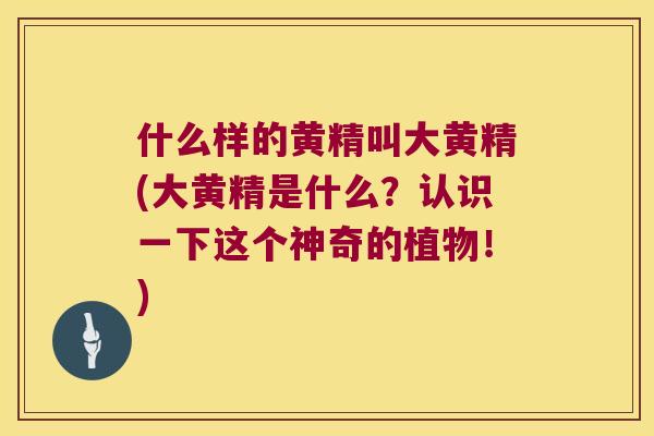 什么样的黄精叫大黄精(大黄精是什么?认识一下这个神奇的植物!) 什么样的黄精叫大黄精(大黄精是什么?认识一下这个神奇的植物!)