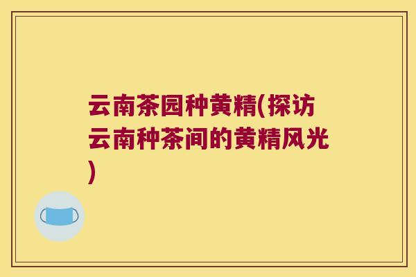 云南茶园种黄精(探访云南种茶间的黄精风光)