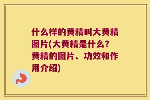 什么样的黄精叫大黄精图片(大黄精是什么?黄精的图片、功效和作用介绍) 什么样的黄精叫大黄精图片(大黄精是什么?黄精的图片、功效和作用介绍)