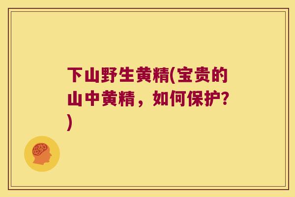 下山野生黄精(宝贵的山中黄精，如何保护？)