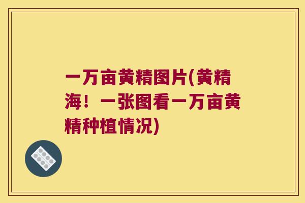 一万亩黄精图片(黄精海！一张图看一万亩黄精种植情况)