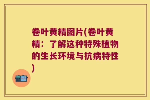 卷叶黄精图片(卷叶黄精:了解这种特殊植物的生长环境与抗特性) 卷叶黄精图片(卷叶黄精:了解这种特殊植物的生长环境与抗特性)