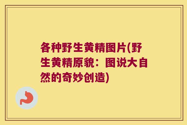 各种野生黄精图片(野生黄精原貌：图说大自然的奇妙创造)