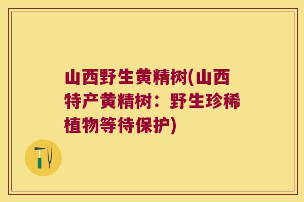 山西野生黄精树(山西特产黄精树:野生珍稀植物等待保护) 山西野生黄精树(山西特产黄精树:野生珍稀植物等待保护)
