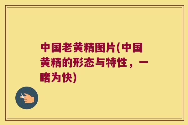 中国老黄精图片(中国黄精的形态与特性,一睹为快) 中国老黄精图片(中国黄精的形态与特性,一睹为快)