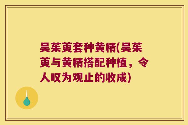 吴茱萸套种黄精(吴茱萸与黄精搭配种植，令人叹为观止的收成)
