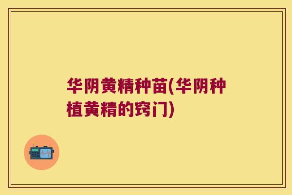 华阴黄精种苗(华阴种植黄精的窍门) 华阴黄精种苗(华阴种植黄精的窍门)