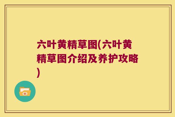 六叶黄精草图(六叶黄精草图介绍及养护攻略)