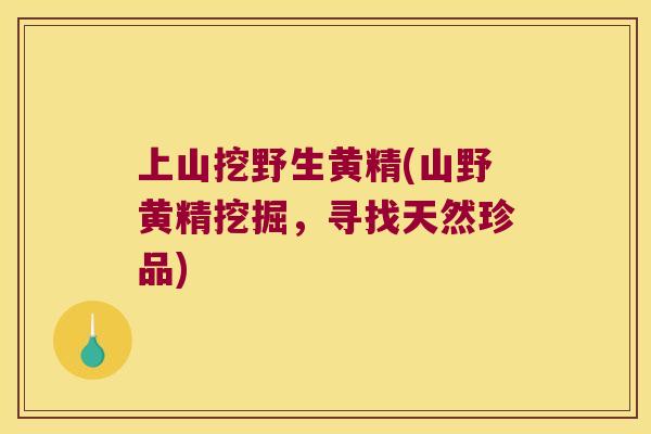 上山挖野生黄精(山野黄精挖掘，寻找天然珍品)