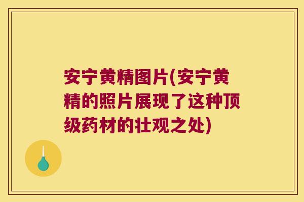 安宁黄精图片(安宁黄精的照片展现了这种药材的壮观之处)