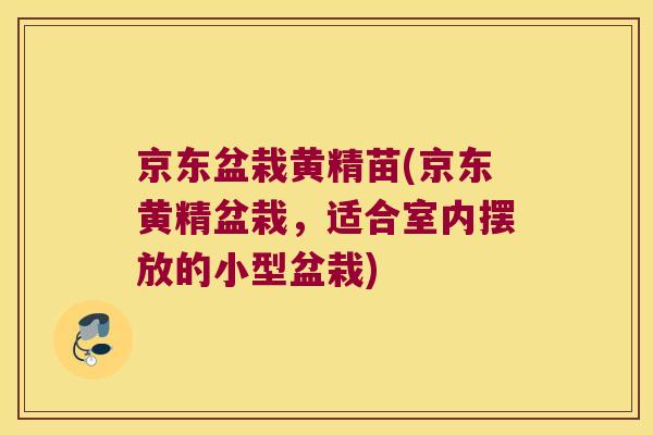 京东盆栽黄精苗(京东黄精盆栽，适合室内摆放的小型盆栽)
