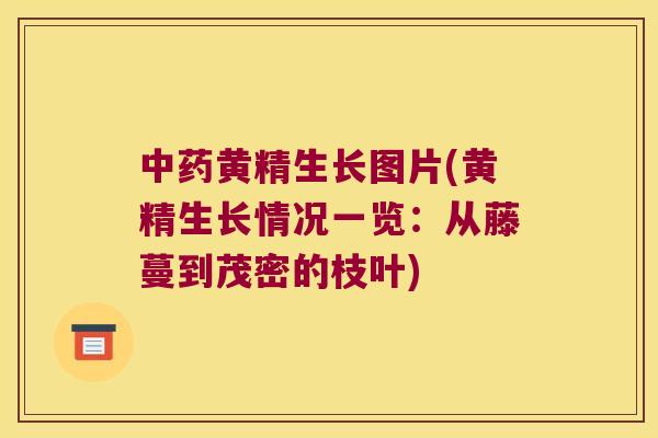 黄精生长图片(黄精生长情况一览:从藤蔓到茂密的枝叶) 黄精生长图片(黄精生长情况一览:从藤蔓到茂密的枝叶)