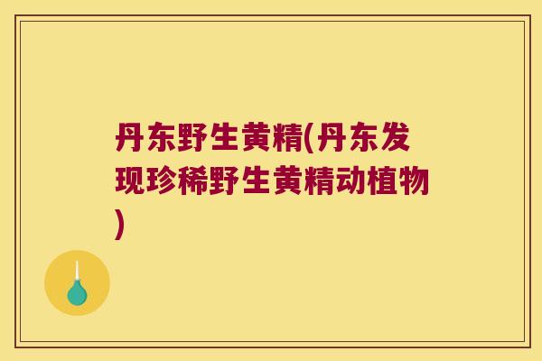 丹东野生黄精(丹东发现珍稀野生黄精动植物)