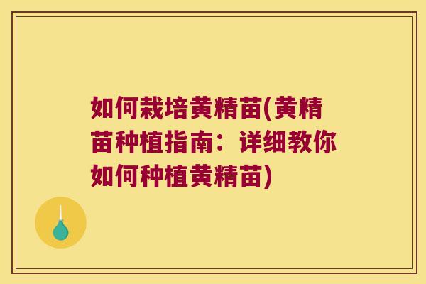如何栽培黄精苗(黄精苗种植指南:详细教你如何种植黄精苗) 如何栽培黄精苗(黄精苗种植指南:详细教你如何种植黄精苗)