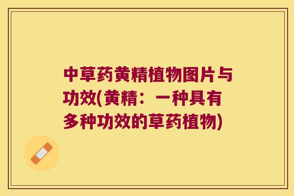 中草药黄精植物图片与功效(黄精：一种具有多种功效的草药植物)