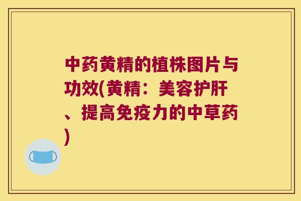 黄精的植株图片与功效(黄精：美容、提高力的中草药)