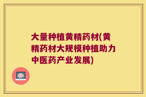 大量种植黄精药材(黄精药材大规模种植助力中医药产业发展)