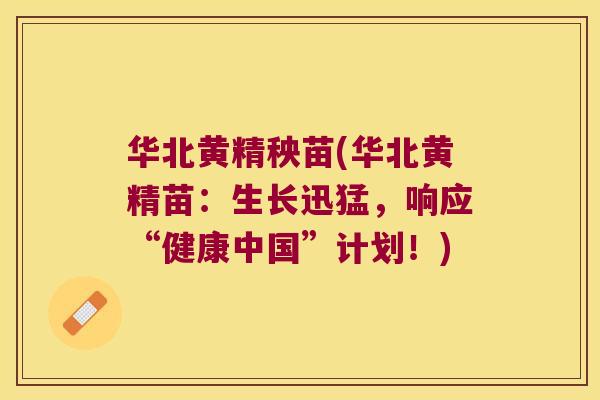 华北黄精秧苗(华北黄精苗：生长迅猛，响应“健康中国”计划！)