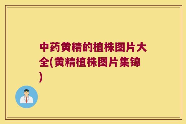 黄精的植株图片大全(黄精植株图片集锦)