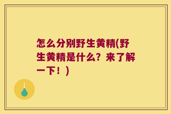 怎么分别野生黄精(野生黄精是什么？来了解一下！)