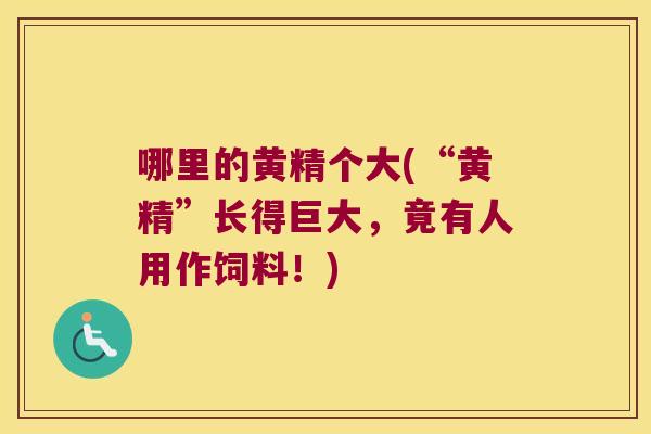 哪里的黄精个大(“黄精”长得巨大，竟有人用作饲料！)