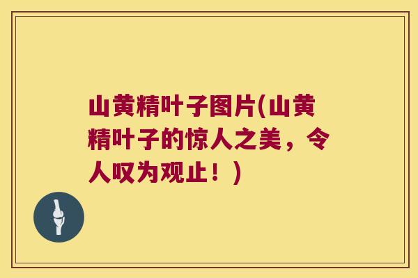 山黄精叶子图片(山黄精叶子的惊人之美,令人叹为观止!) 山黄精叶子图片(山黄精叶子的惊人之美,令人叹为观止!)