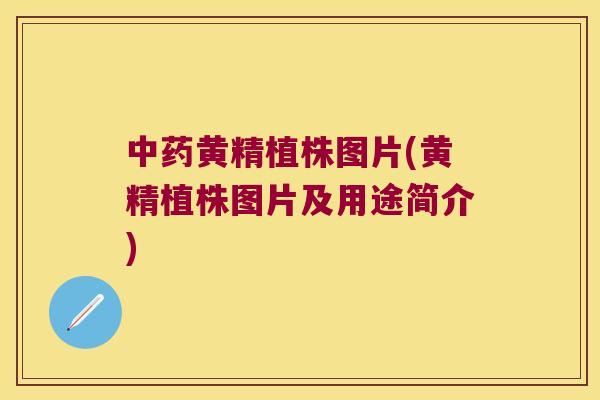 黄精植株图片(黄精植株图片及用途简介)